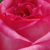 Biało - różowy - Róża wielkokwiatowa - Hybrid Tea - Kordes' Perfecta®